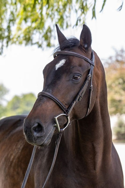 Vespucci Plain Raised Hunter Bridle