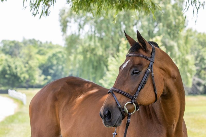 Vespucci Fancy Raised Jump Bridle
