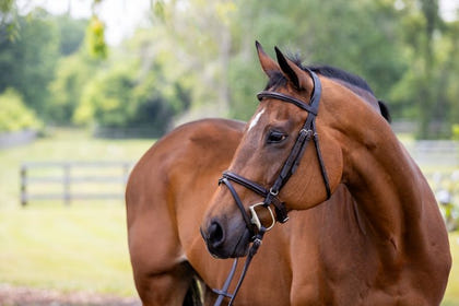 Vespucci Plain Raised Jump Bridle