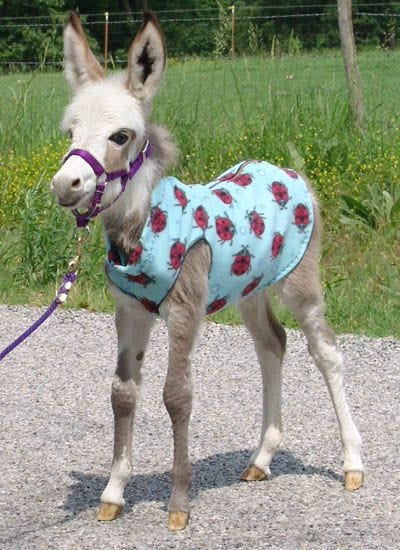 Ozark Mini Polarfleece Print Foal Jacket