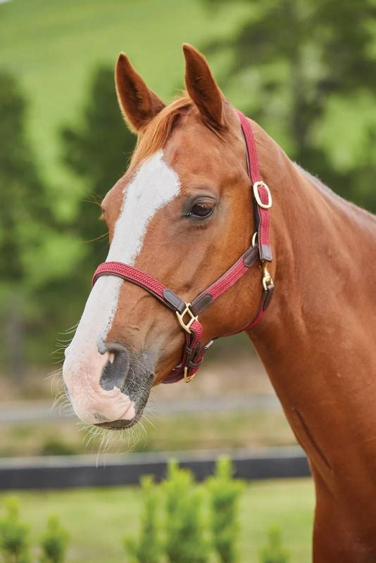 Kincade Braided Brkwy Headcollar