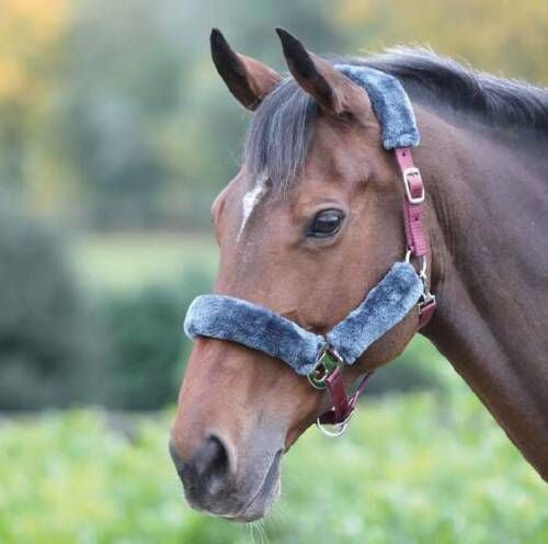 Shires Fleece Lined Headcollar