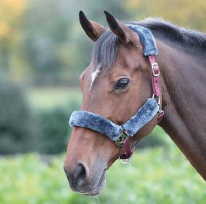 Shires Fleece Lined Headcollar