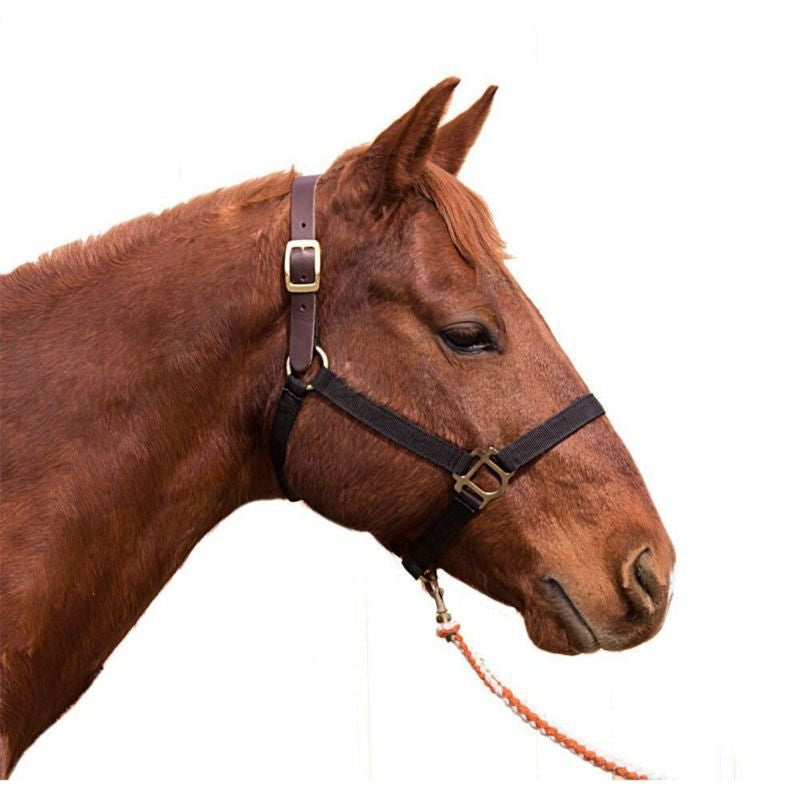 Intrepid Poly Breakaway Halter