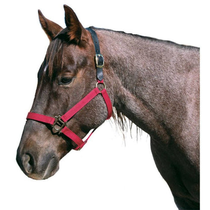 Intrepid Poly Breakaway Halter
