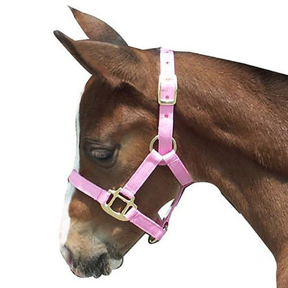 Foal Halter