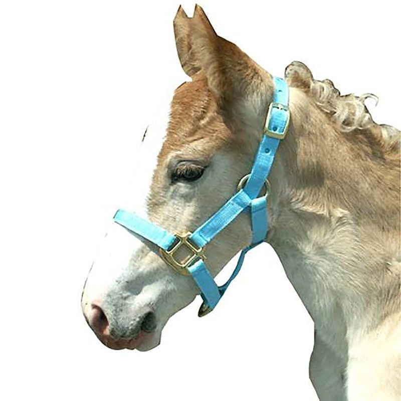 Foal Halter