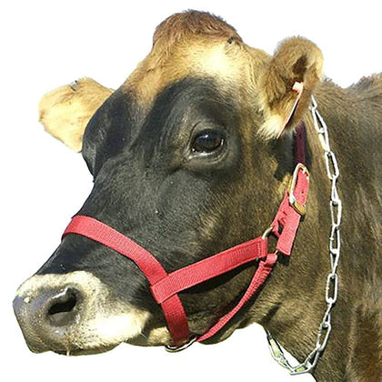 Cow Halter