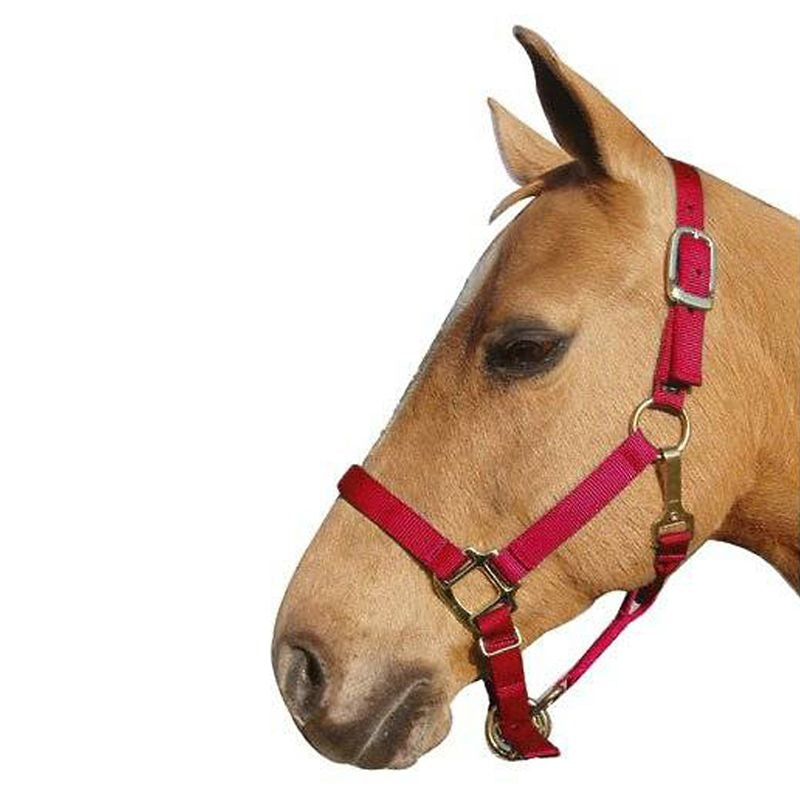 Interpid Nylon Adjustable Halter