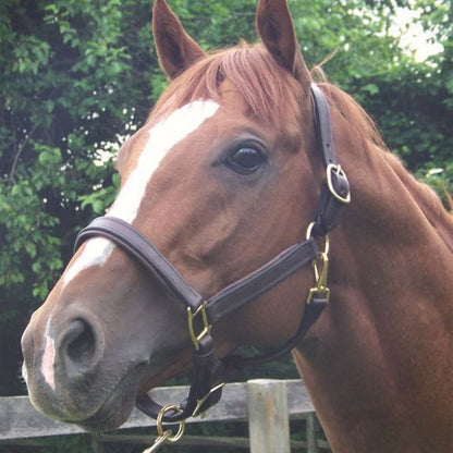 Pro-Trainer Padded Halter