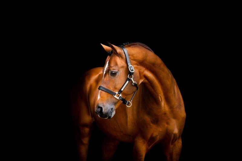 Horseware Signature Leather Halter