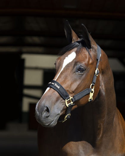 Back on Track Werano Halter