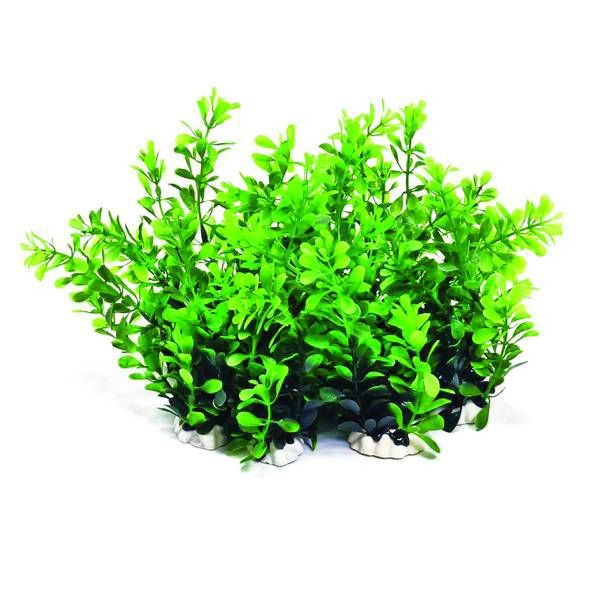 Aquatop Profit Power Pack Plant Green 6In/12 Pack