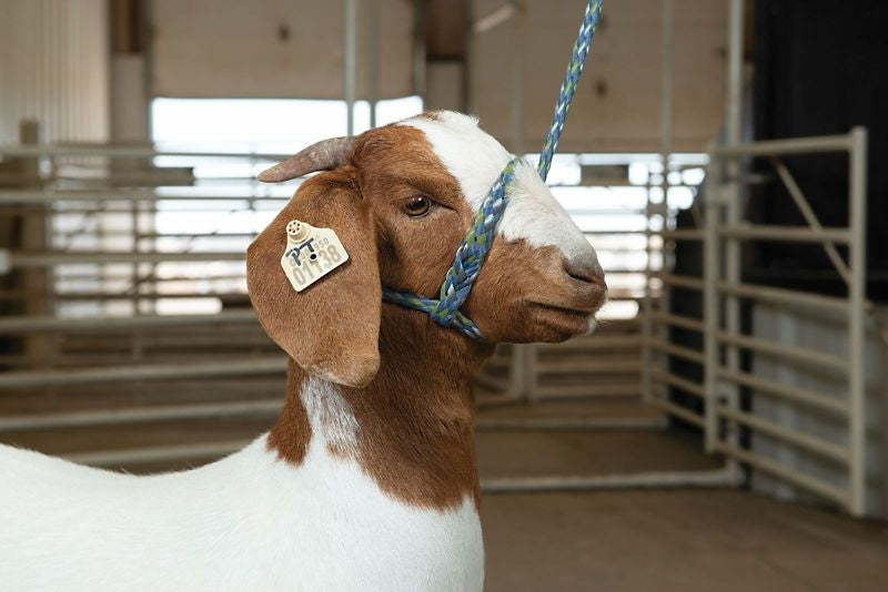 Poly Rope Sheep/Goat Hltr 443