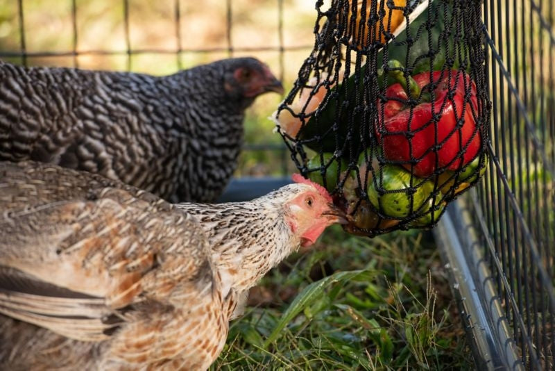 Texas Haynet Busy Bag Chicken Feeder Black
