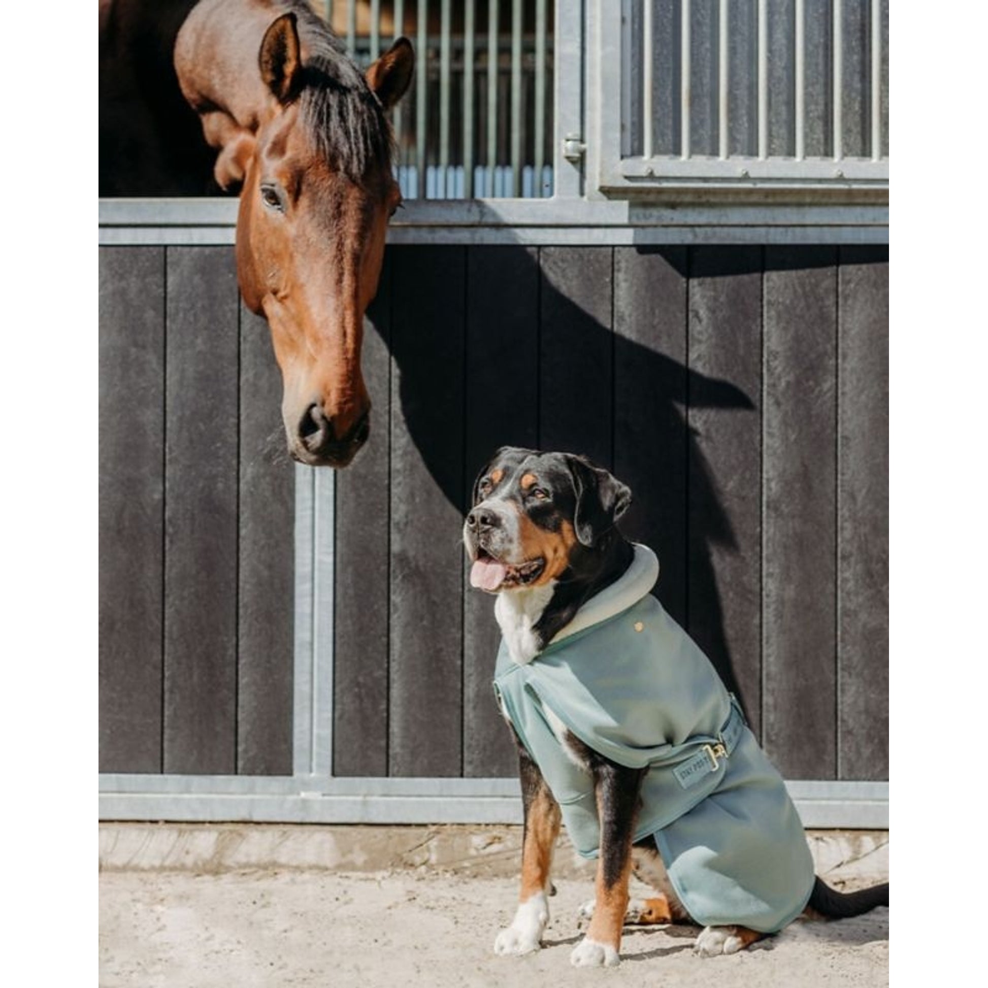 QHP Equestrian Dream Dog Rug