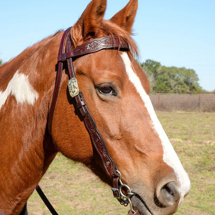 Circle Y Great Oak Browband Headstall