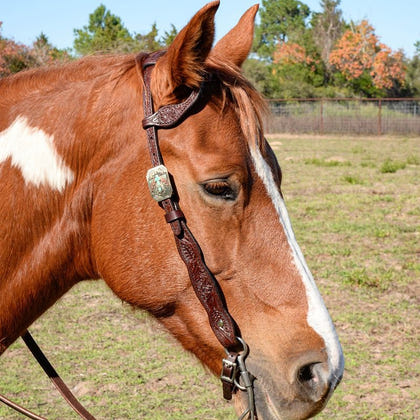 Circle Y Great Oak One Ear Headstall