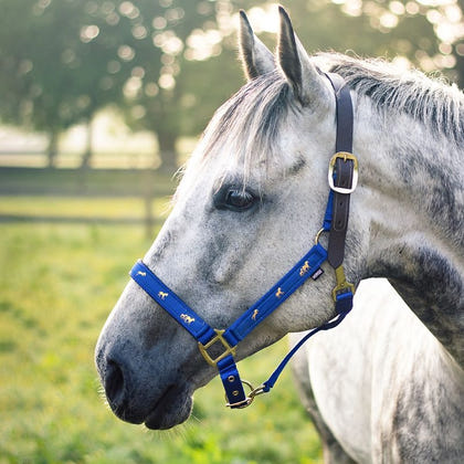 Gatsby Nylon Breakaway Halter Overlay