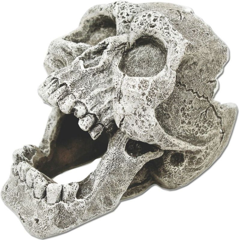 Exotic Environments Cracked Human Skull Mini