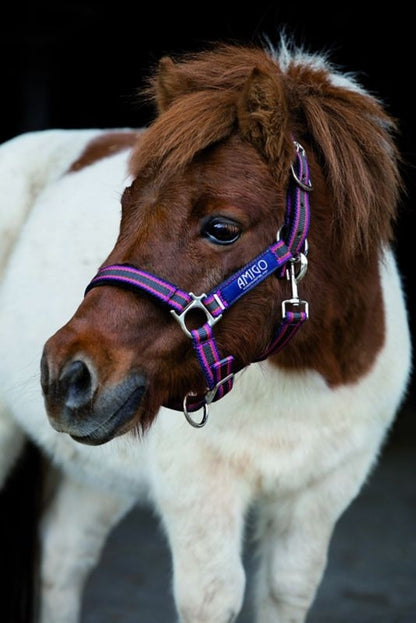 Amigo Headcollar Cob Navy/Silver