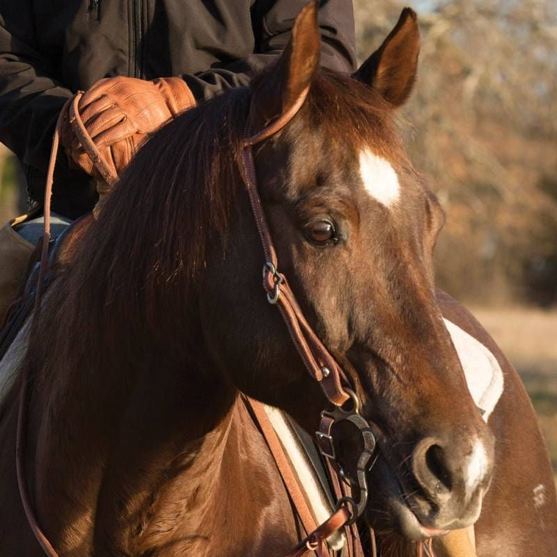 Professionals Choice Cse Single Ear Headstall Brn
