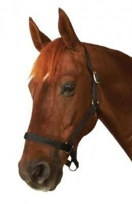 Roma Everyday Headcollar