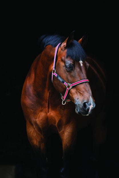 Amigo Headcollar Cob Navy/Silver