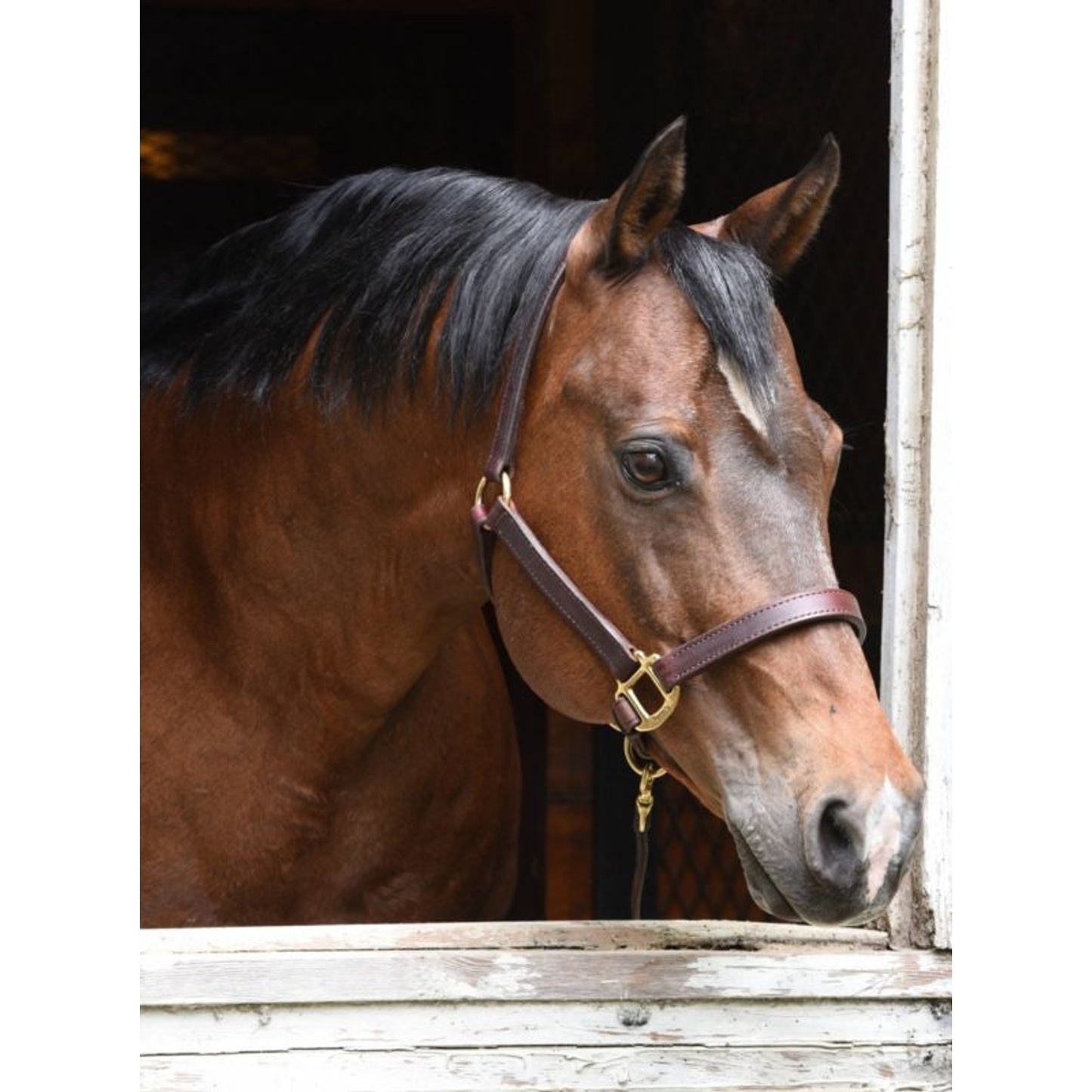 🎁 Perris 1In Premium Leather Halter (100% off)