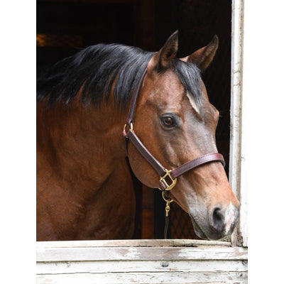 🎁 Perris 1In Premium Leather Halter (100% off)