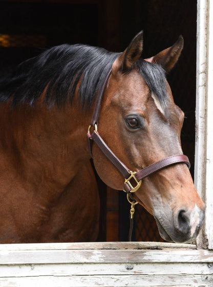 🎁 Perris 1In Premium Leather Halter (100% off)