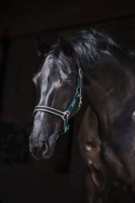Amigo Headcollar Cob Navy/Silver