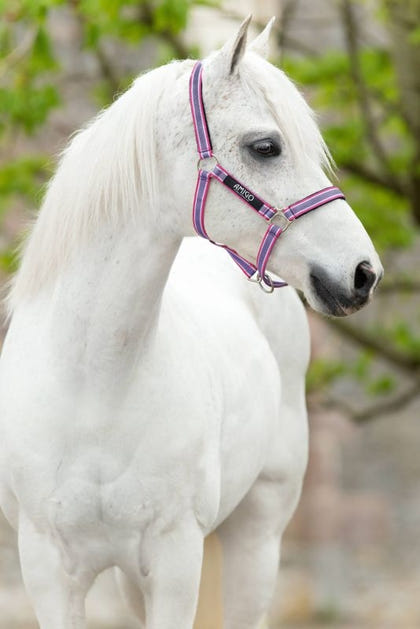 Amigo Headcollar Cob Navy/Silver