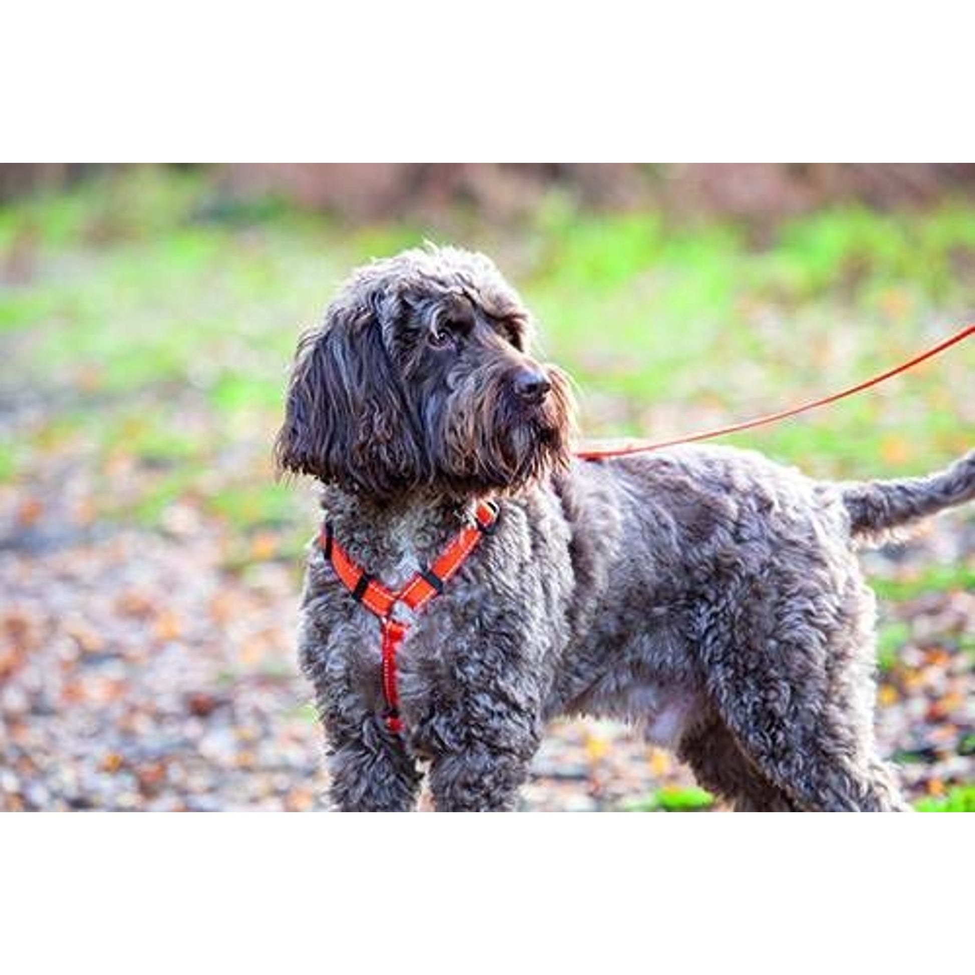 Shires Digby Fox Webbing Dog Harness
