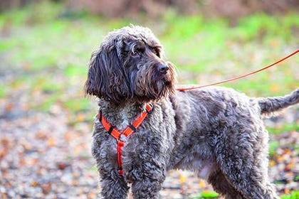 Shires Digby Fox Webbing Dog Harness