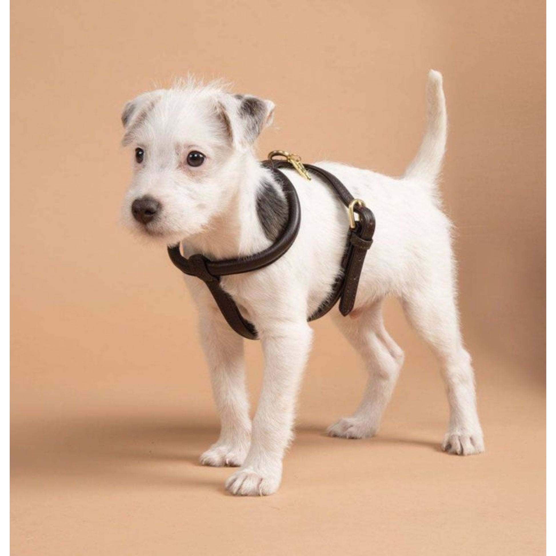 Shires Digby Rolled Leather Harness