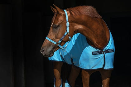 Amigo Headcollar Cob Navy/Silver