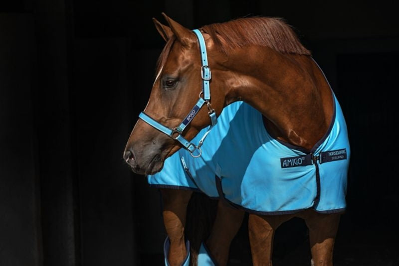 Amigo Headcollar Cob Navy/Silver