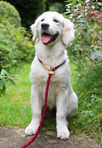 Shires Digby Reflective Slip Dog Lead