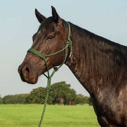 Cashel Flat Braid Halter with 9 Ft Lead Black