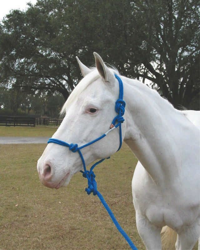 Hamilton Knotted Rope Halter/Lead Horse Black
