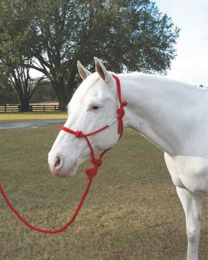 Hamilton Knotted Rope Halter/Lead Horse Black