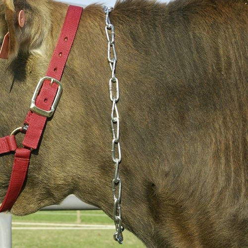 Cow Neck Chain