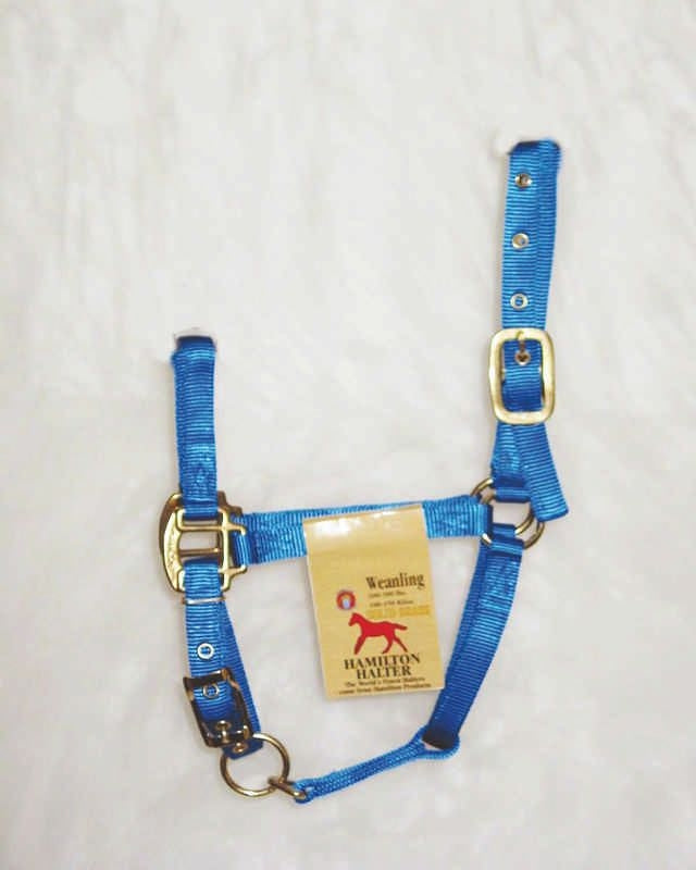 Hamilton Halter with Adjust Chin/Snap Weanling Blue