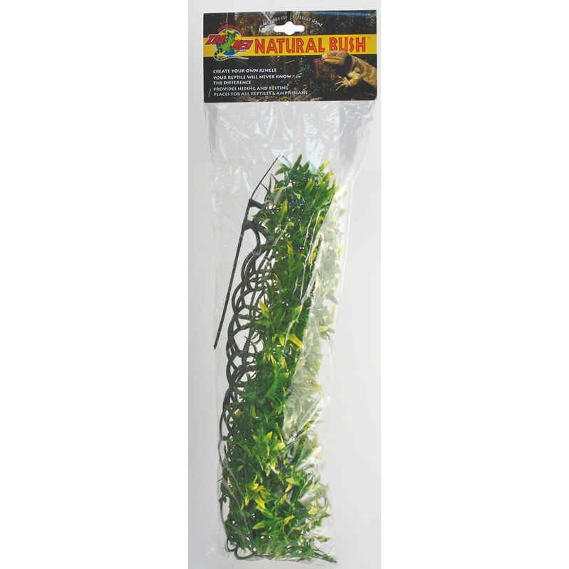 Plant Bolivian Croton Large Green