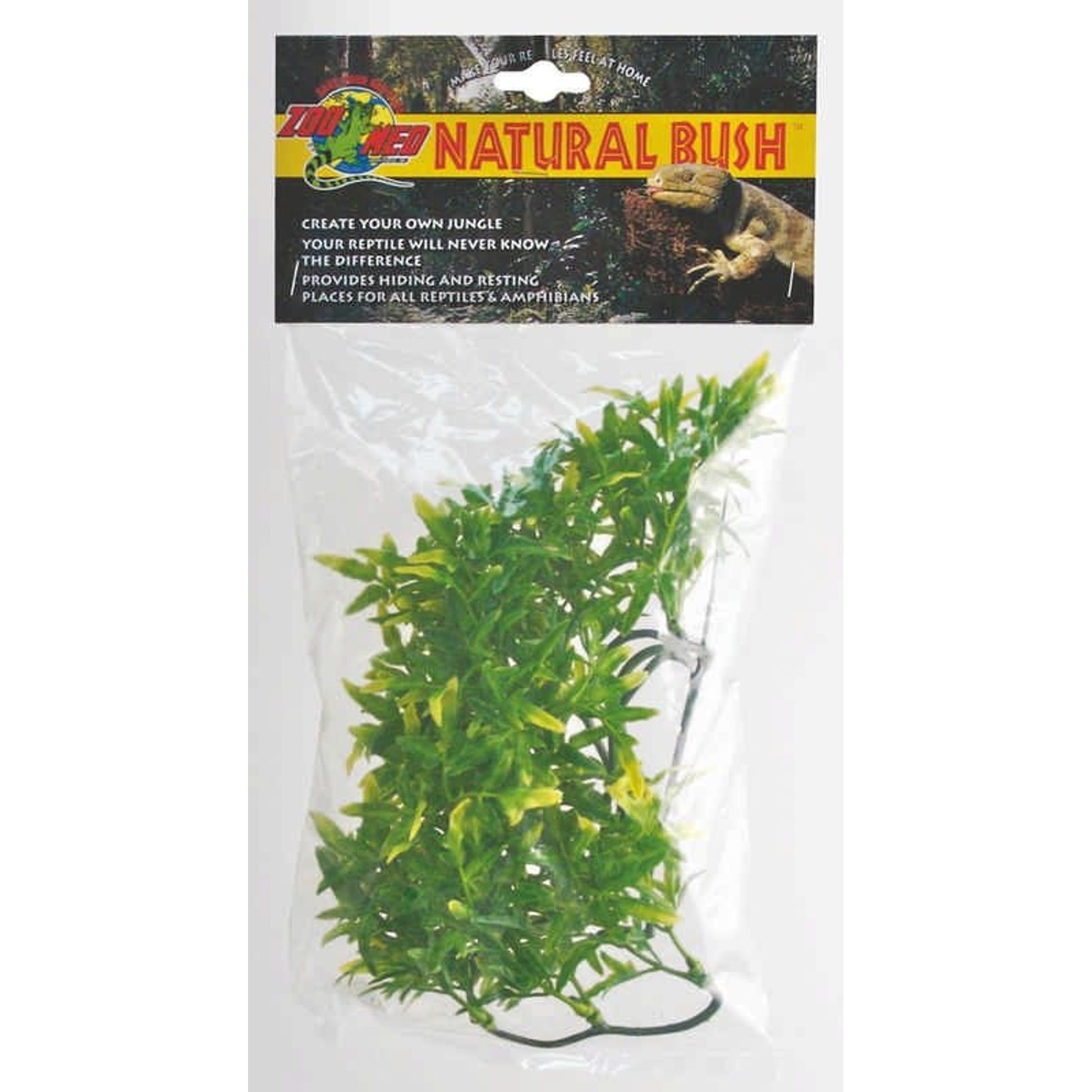 Plant Bolivian Croton Small Green