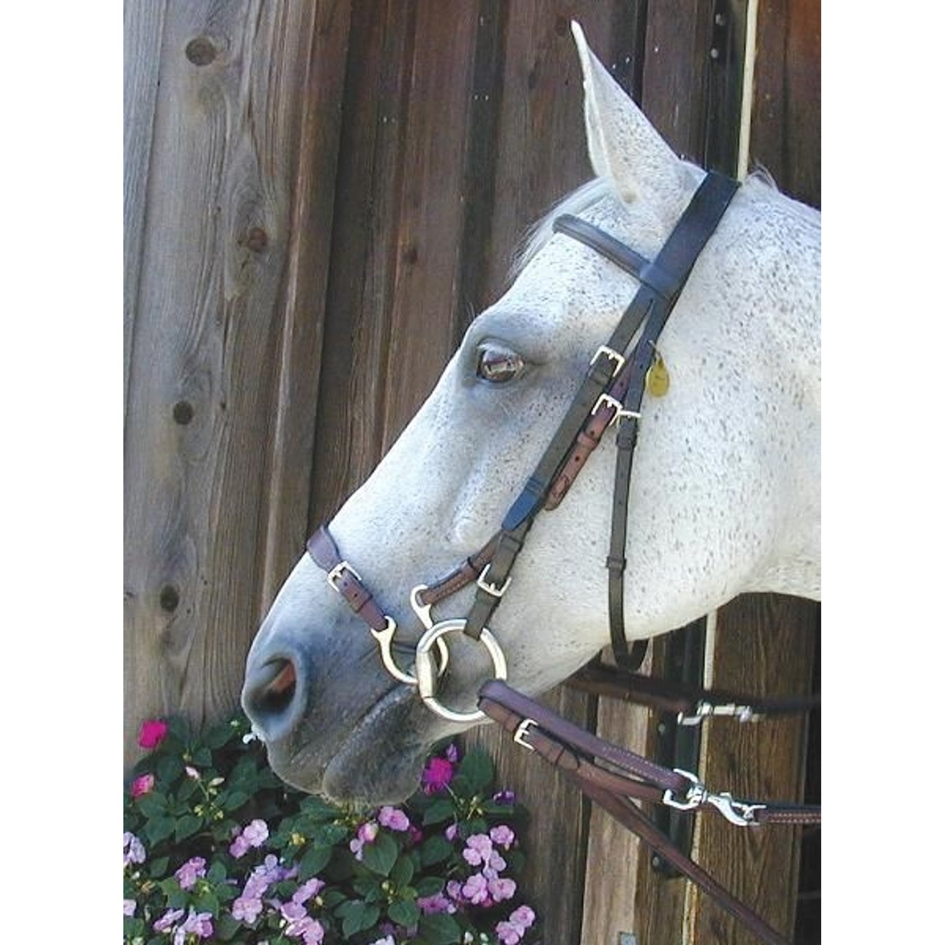 Nunn Finer Kineton Horse Havana
