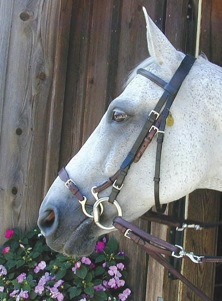 Nunn Finer Kineton Horse Havana
