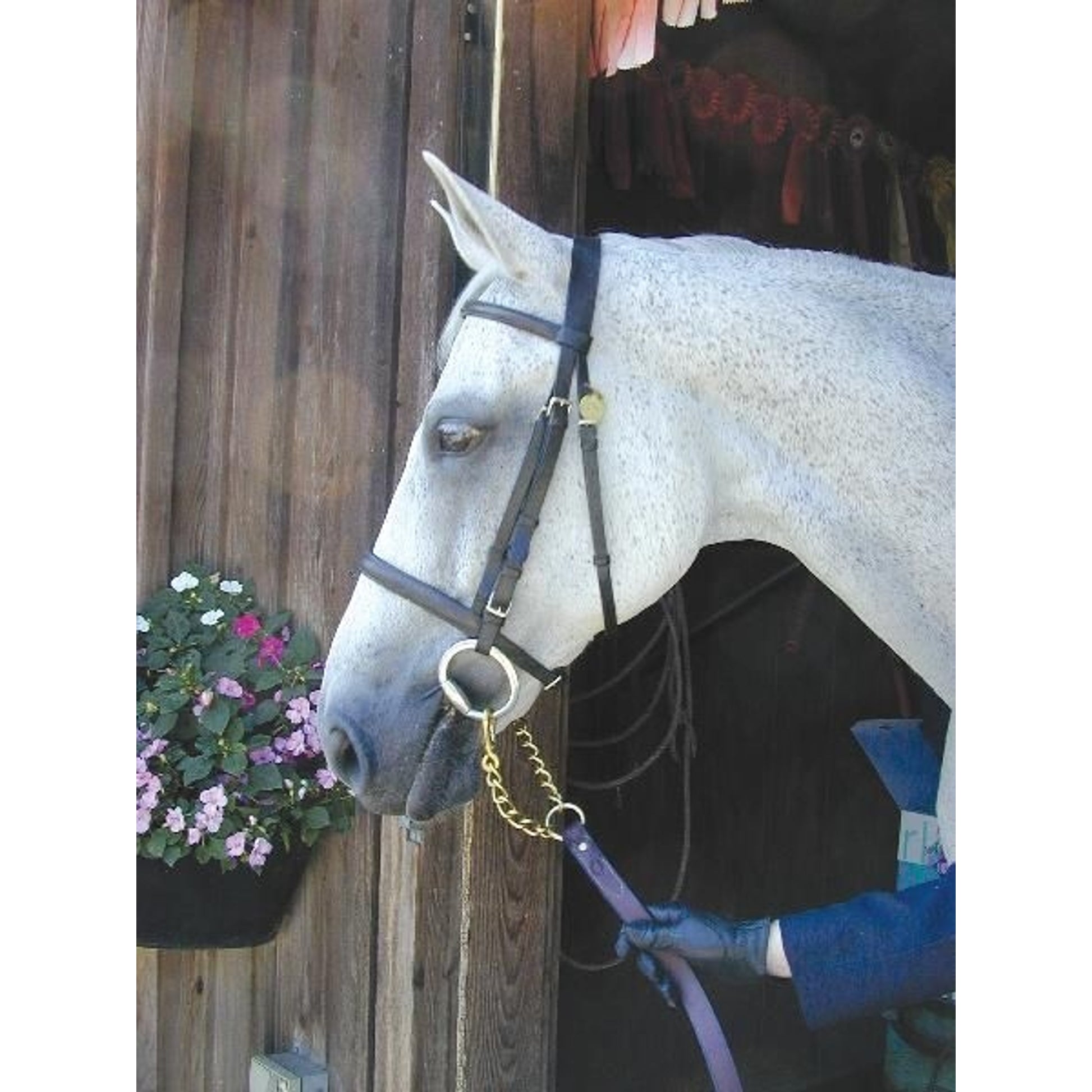 Nunn Finer Newmarket Shank Horse Brn