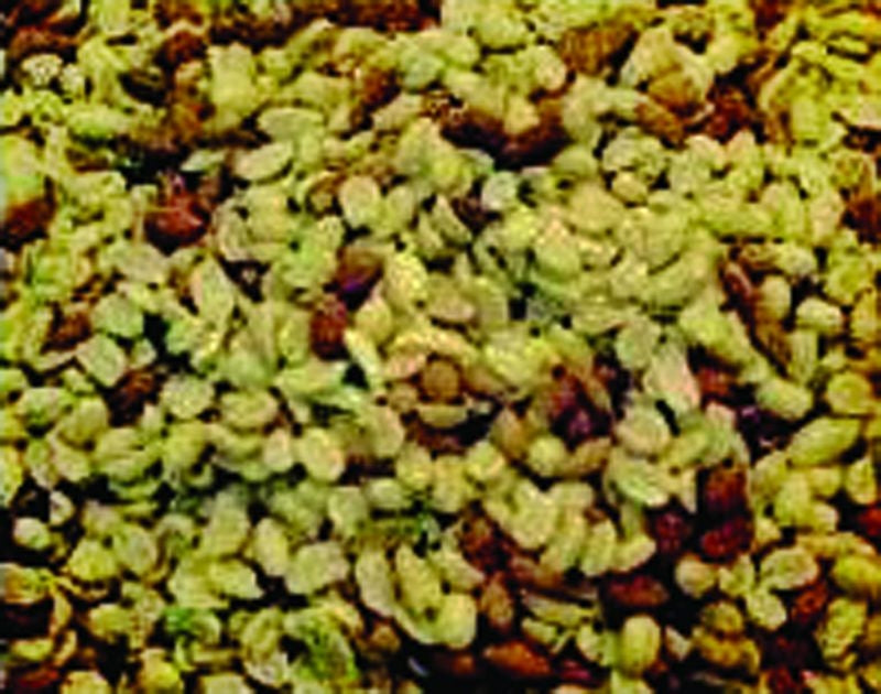 Shelled Peanuts 50 lb